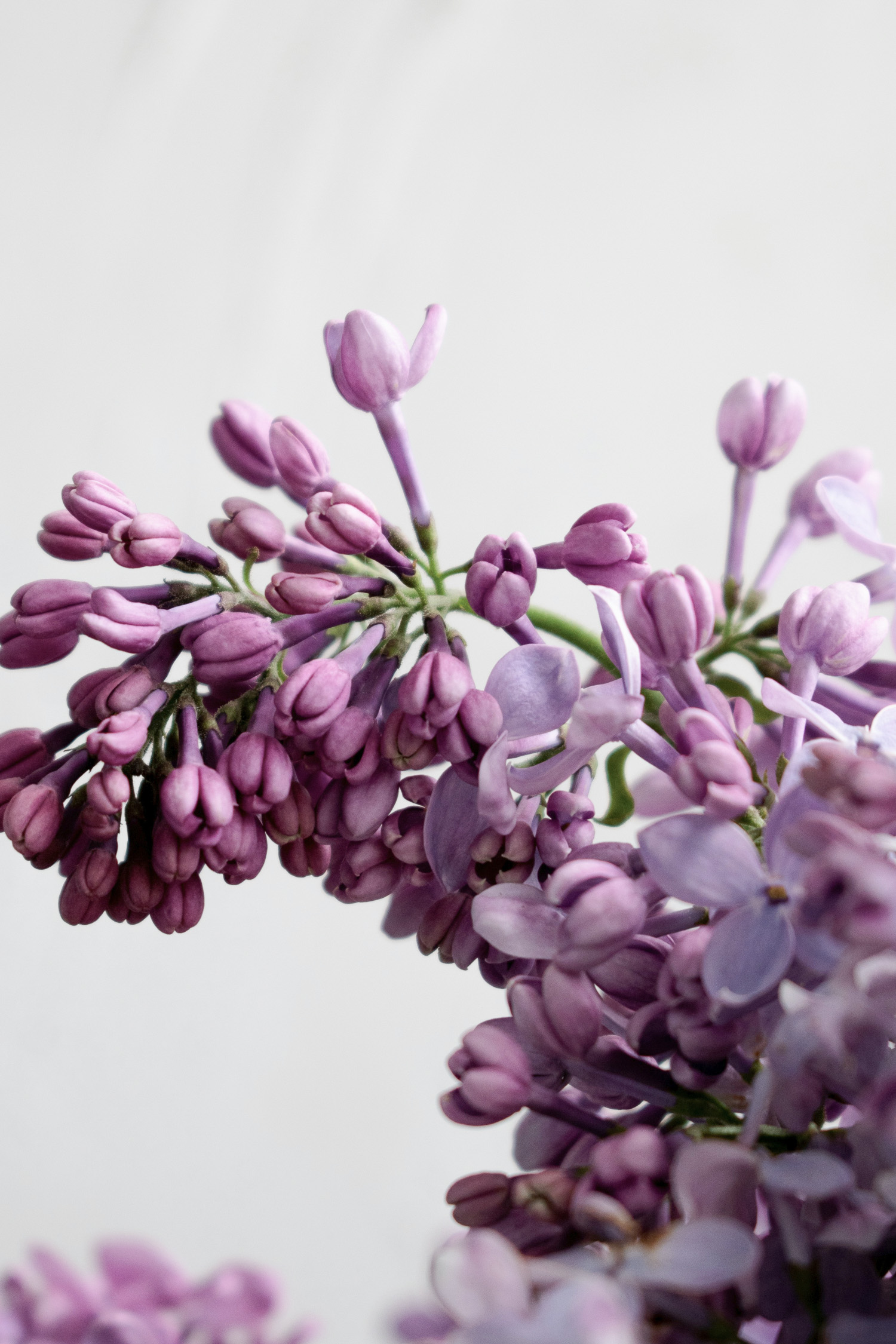 Closeup of Purple Lilacs