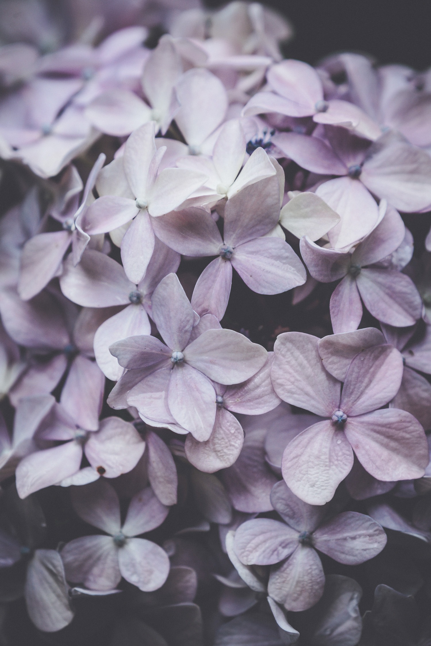 Purple Flowers