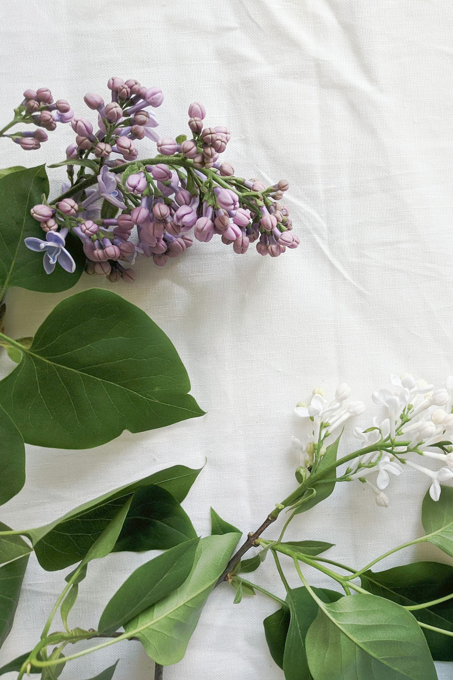 Purple and White Lilacs