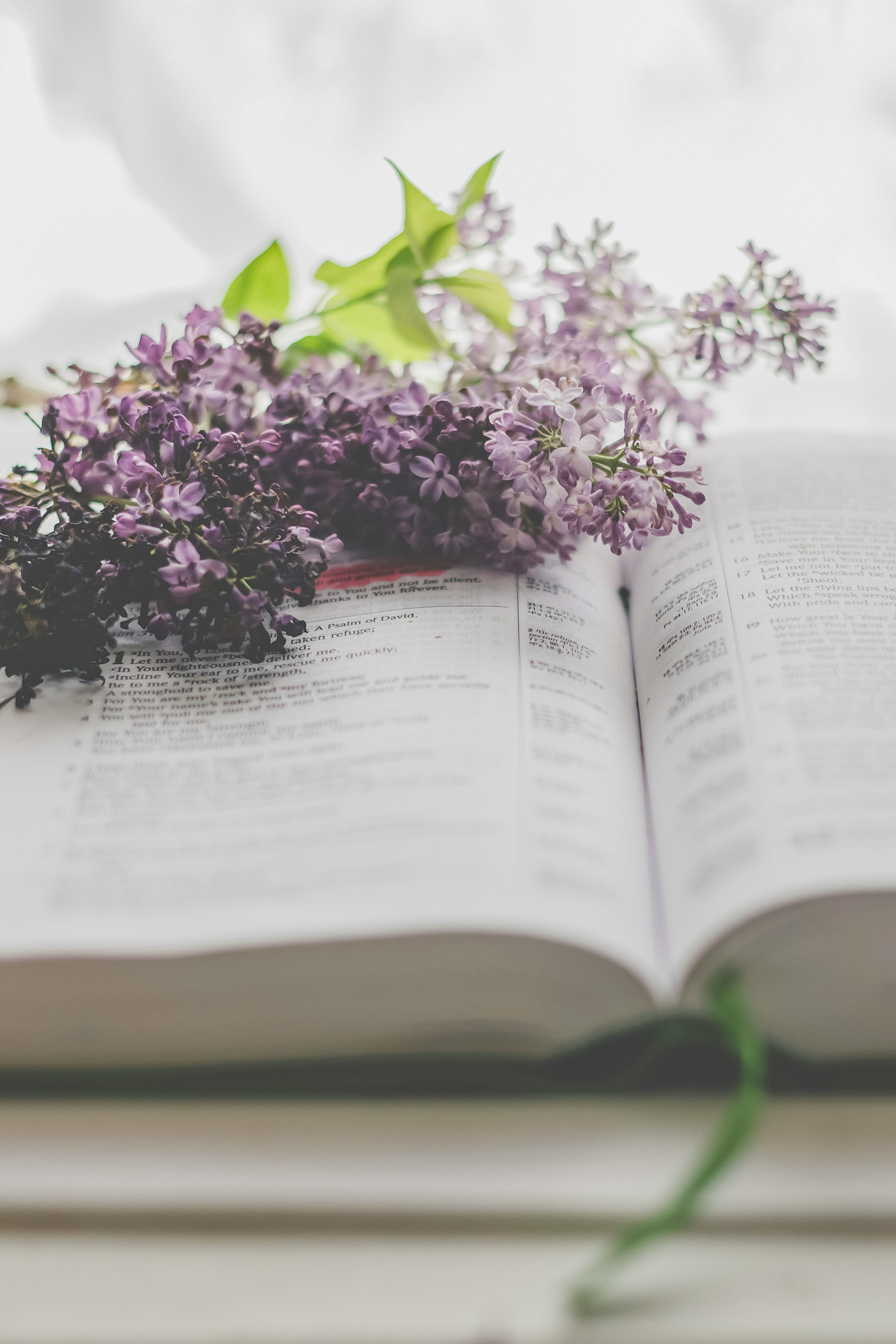 Open Bible with Lilac Flowers